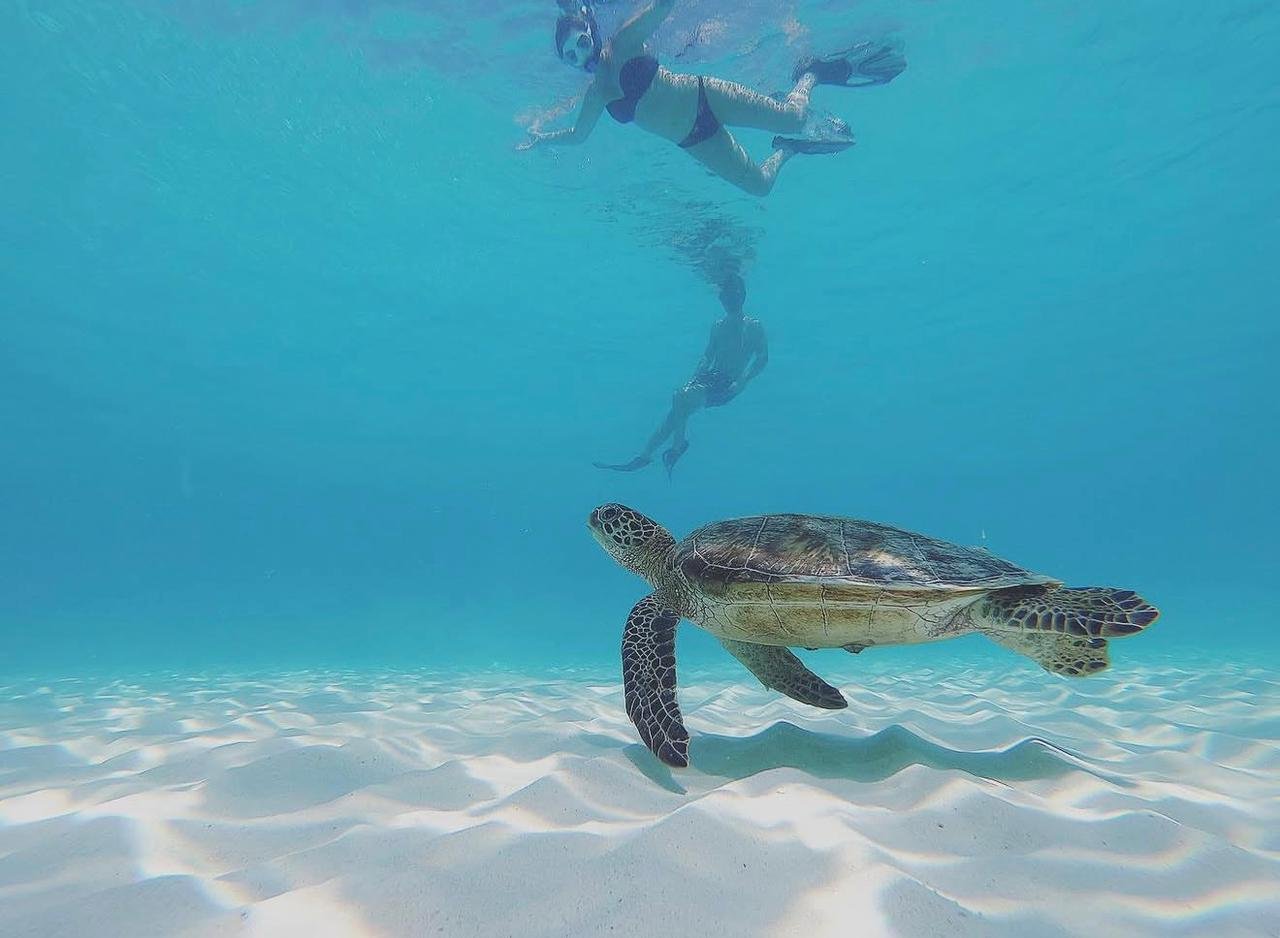 Day 08 : Aquatic Paradise in the Dimaniyat Islands 